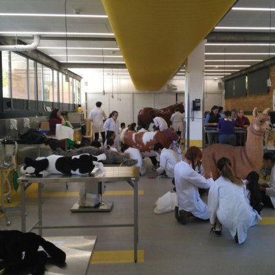 UQ Vet Science students in equine emergency and critical care practical.